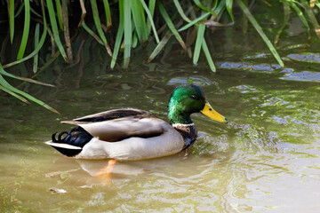 a male mallard, anas platyrhynchos, is swimming in a pond at a autumn day