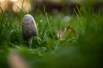 Obraz premium mushroom in the grass