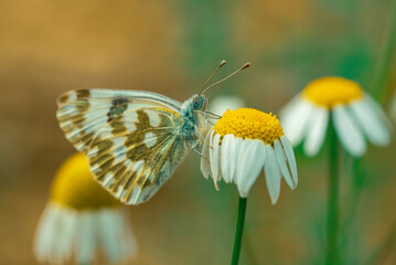 Butterfly Pontia daplidice on a chamomile flower