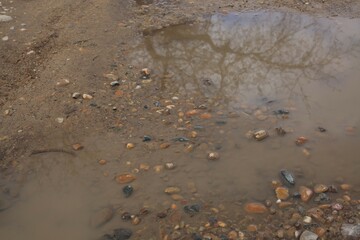 shells on the beach