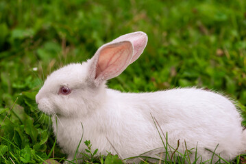 A small white rabbit on the green grass