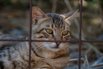 A cat locked in a cage