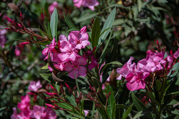 The closeup of a blooming oleander plant