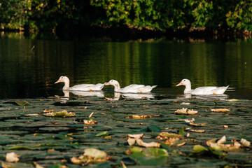 white geese swim on the blue lake