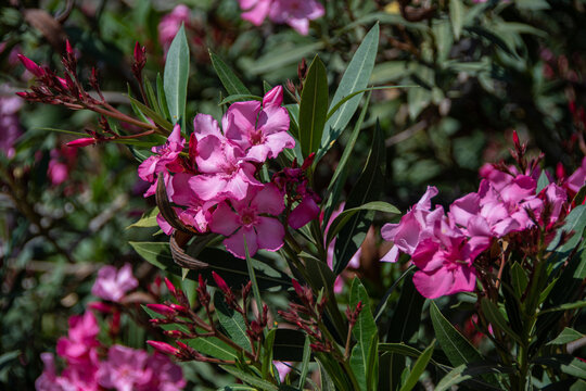 The closeup of a blooming oleander plant