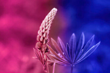 Two colored background. Close up of a flower.