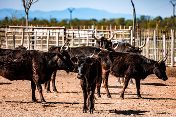 Taureaux noirs de Camargue dans une manade