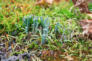 Green moss