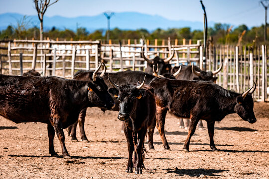 Taureaux noirs de Camargue dans une manade