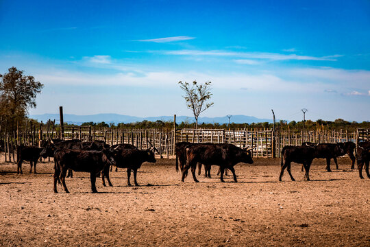 Taureaux noirs de Camargue dans une manade