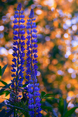 Wild lupine flowers