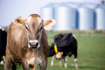 Heard of cows and farm silos in background. © littlewolf1989