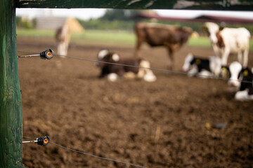 Electric fence for livestock. Fence post with electric wires and insulators while cows grazing in...