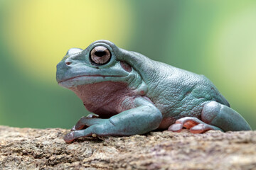 Australian tree frog sitting on wood, beautiful closeup tree frog side view, animals closeup