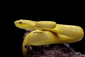 Yellow viper snake isolated on black background, Yellow White-lipped Pit Viper (Trimeresurus insularis)