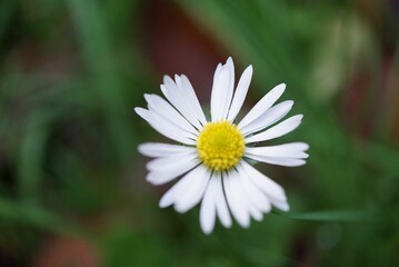 Selective focus shot of a blooming beautiful daisy flower on a field
