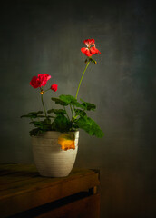 Still life with blooming geraniums. Minimalism.