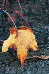 Autumn natural texture - gilden autumnal leaves on grey asphalt