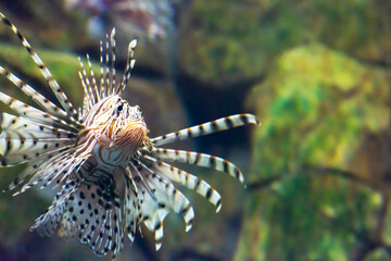 Fototapeta na wymiar Red lionfish - one of the dangerous coral reef fish. Beautiful dangerous animals.