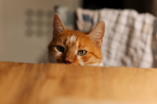 Orange and white tabby cat with green eyes peeking at the empty kitchen table