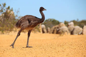 emu chick at pinnacles park in australia