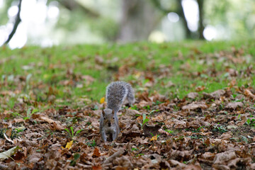 A tiny squirrel among the fallen leaves looking at the camera. Blurry nature background.