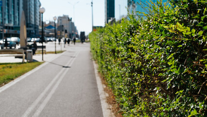 Trimmed decorative green bush hedge, alley, footpath and city. Selective focus on leaves, street in bokeh