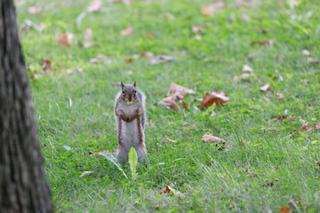 Grey Squirrel. Sciurus carolinensis. Standing and looking directly to the camera. Funny & perfect timing weed covering.