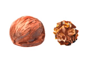 Walnuts painted in watercolor on a white background.