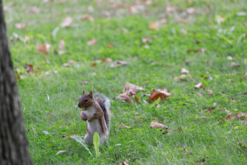 Squirrel standing and looking to the camera. Funny pose. 