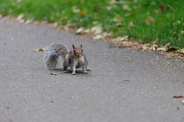 Squirrel on road.