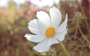 White flower in the garden