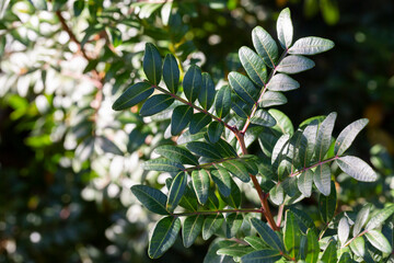 Mastic tree, pistachio lentiscus Pistachio bush leaves