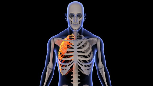 3D rendering of a human x-ray with the right rib bone highlighted on a black background