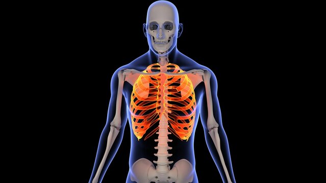 3D rendering of a human x-ray with the ribs highlighted on a black background