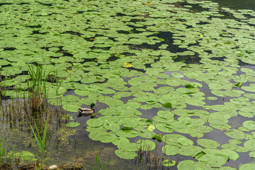 Lilypads and a mallard swimming in a lake in Lago di Lago in Italy