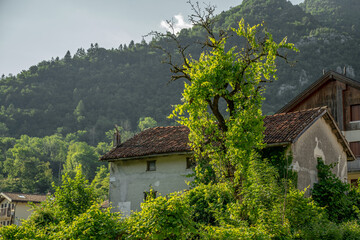 Beautiful rugged tree in front of a house with forrest mountains in the background in Barcis Italy
