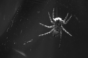 A spider walking on glass