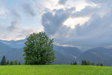 A lonely tree on the top of alps in grass in front of a clouded sky, Sauris, Italy