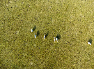 A high-altitude aerial view of white cows grazing in a meadow in a small village outside the city.