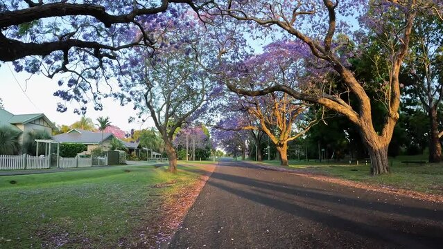 Morning sunlight on street covered by jacaranda tree.