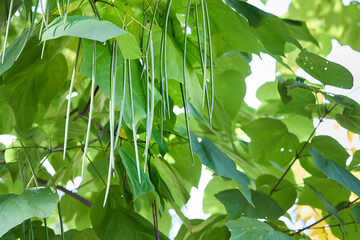 Catalpa bignonioides or southern catalpa, cigar tree, and Indian-bean-tree commonly used as garden and street tree. Branches with foliage closeup nature background.