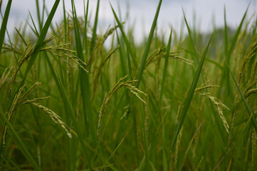Green rice field. Close up of green paddy rice plant. Green ears of rice. Flowering rice plants.