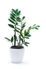 Zamioculcas houseplant in white ceramic pot isolated on white background
