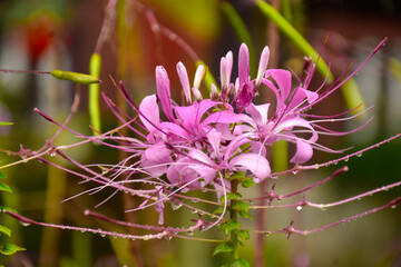 Dew drops on a Himalayan orchid
