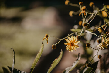 Fototapeta premium Uroki włoskiego miasta Piza w Toskanii. 