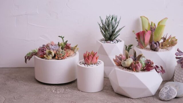 pots with groups of houseplants on concrete table - Echeveria and Pachyveria opalina Succulents
