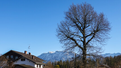 kahler Baum im Winter
