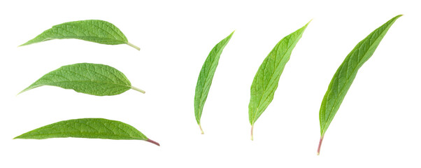 Fresh sesame leaves isolated on the white background, top view.