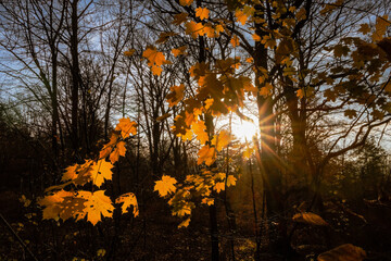 słoneczna jesień kolorowa liście słońce